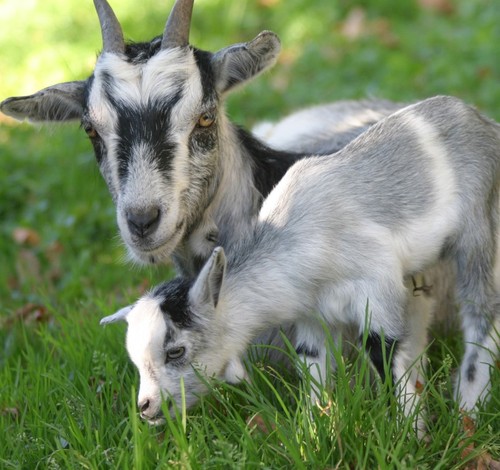 Goat feed / other ruminants