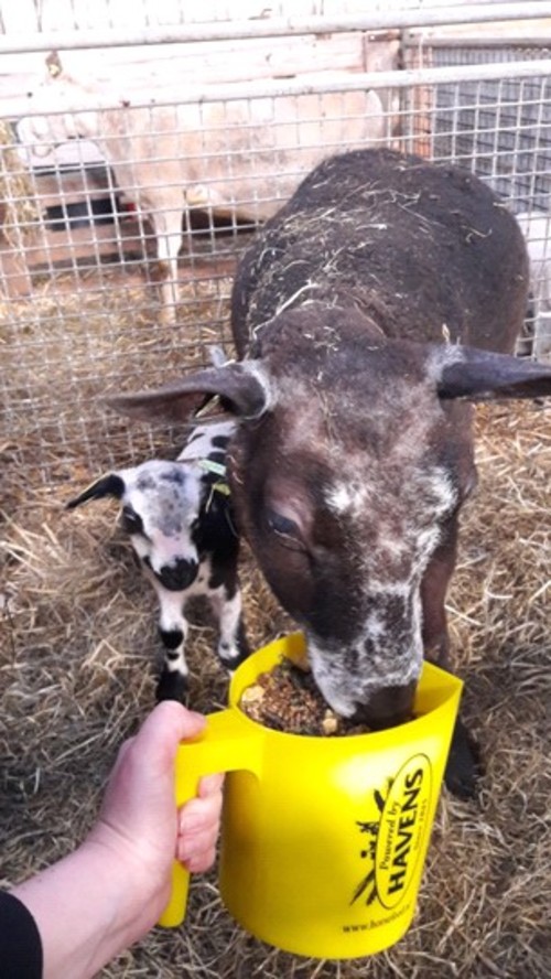 Sheep and lamb feed
